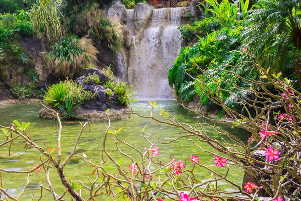 Botanická Zahrada Dešies Severně Basse Terre Guadeloupe — Stock fotografie