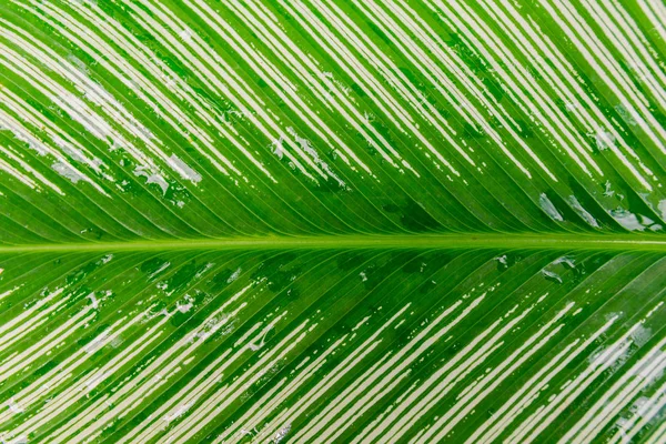 Hoja Selva Tropical Primer Plano Fondo — Foto de Stock