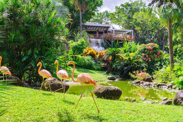 Deshaies Botanik Bahçesi Basse Terre Kuzey Batısında Guadeloupe — Stok fotoğraf