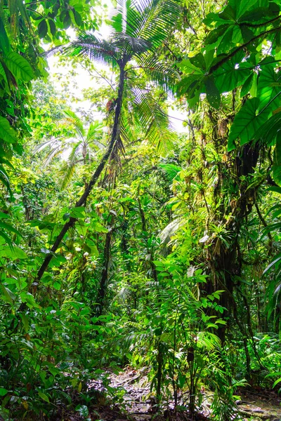 Selva Tropical Basse Terre Oeste Guadalupe — Fotografia de Stock
