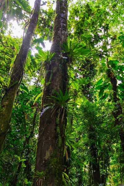 Tropischer Dschungel Basse Terre Westlich Von Guadeloupe — Stockfoto