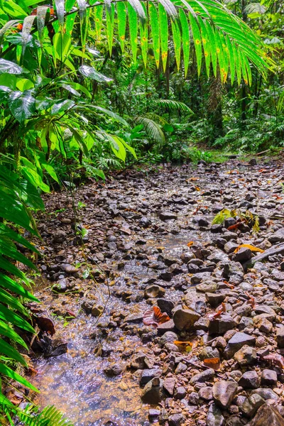 Selva Tropical Basse Terre Oeste Guadalupe — Foto de Stock