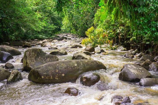 Selva Tropical Basse Terre Oeste Guadalupe — Fotografia de Stock