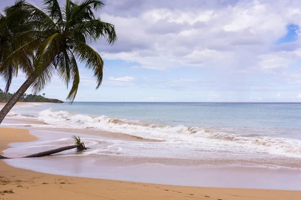 Grande Anse Strand Deshaies Basse Terre Guadeloupe — Stockfoto