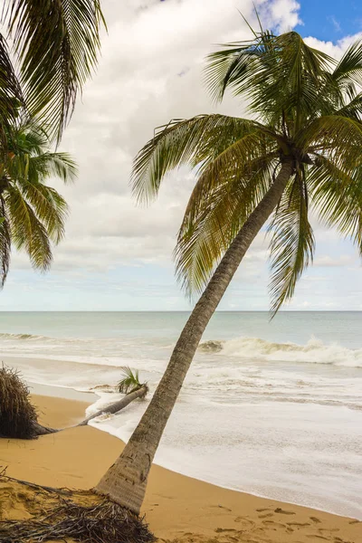 Grande Anse Strand Deshaies Basse Terre Guadeloupe — Stockfoto