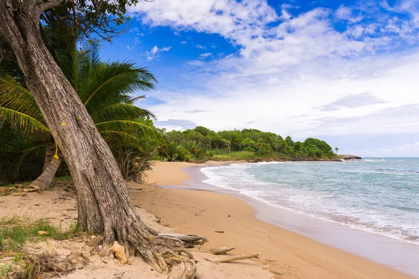 Plage Grande Anse Deshaies Basse Terre Guadeloupe — Photo