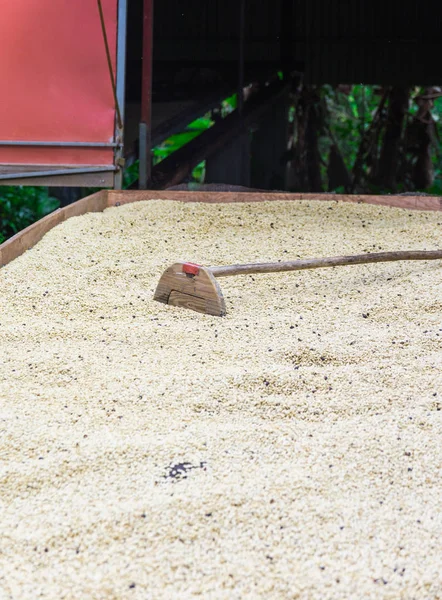 Coffee Beans Plantation Basse Terre Guadeloupe — Stock Photo, Image