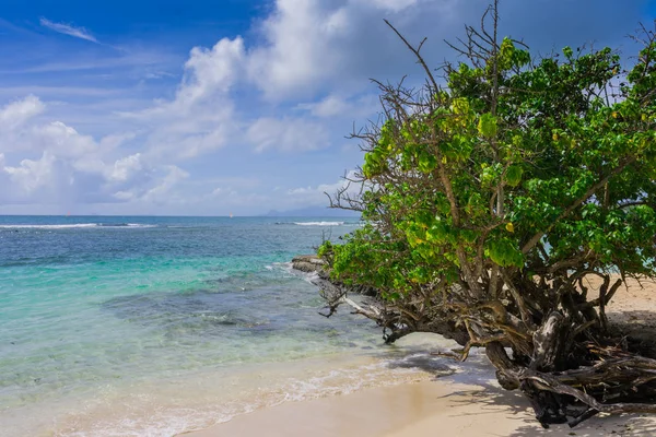 Sainte Anne Grande Terre Guadeloupe Yakınlarındaki Ünlü Caravelle Plajı — Stok fotoğraf