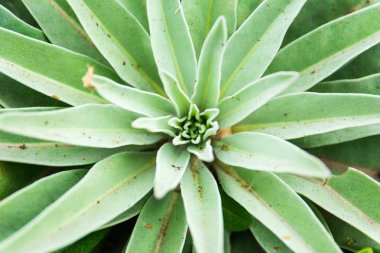 Ponta de Sao Lourenco in Madeira adası, Portekiz