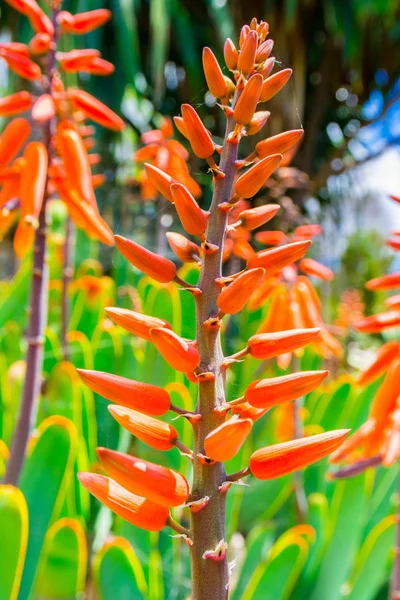 Botanischer Garten Funchal Insel Madeira Portugal — Stockfoto