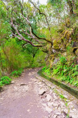 Levada das 25 fontes ve levada do risco, Madeira Adası, Portekiz