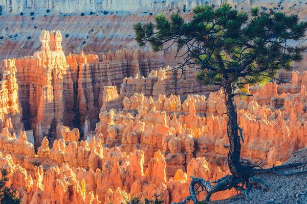 Bryce Canyon Parque Nacional Utah Eua — Fotografia de Stock