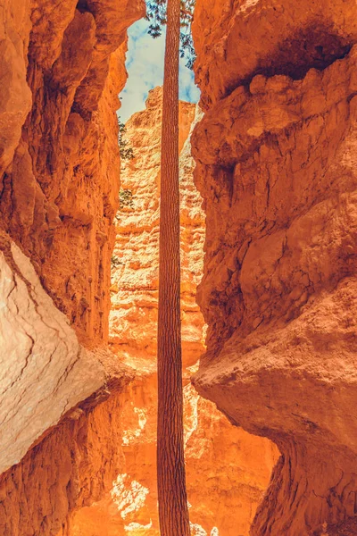 Park Narodowy Bryce Canyon Utah Usa — Zdjęcie stockowe