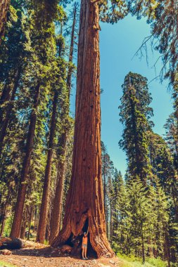 Sequoia Ulusal Parkı, Kaliforniya, ABD