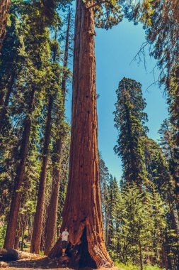Sequoia Ulusal Parkı, Kaliforniya, ABD