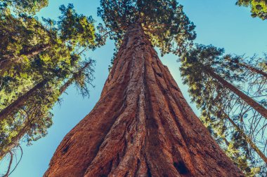 Sequoia Ulusal Parkı, Kaliforniya, ABD