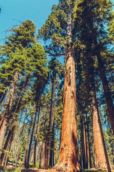 Sequoia Ulusal Parkı Kaliforniya Abd — Stok fotoğraf