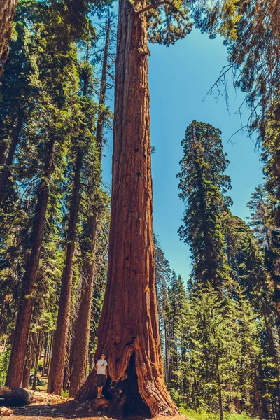 Národní Park Sequoia Kalifornii Usa — Stock fotografie