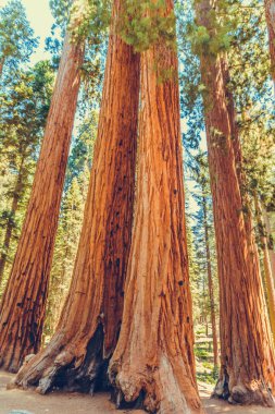 Sequoia Ulusal Parkı, Kaliforniya, ABD