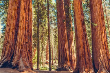Sequoia Ulusal Parkı, Kaliforniya, ABD