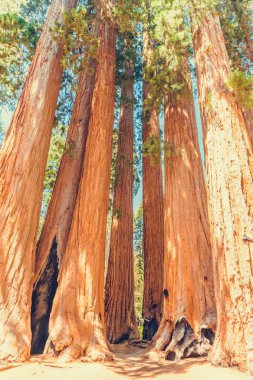 Sequoia Ulusal Parkı, Kaliforniya, ABD