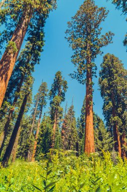 Sequoia Ulusal Parkı, Kaliforniya, ABD