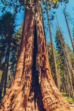 Sequoia Ulusal Parkı, Kaliforniya, ABD