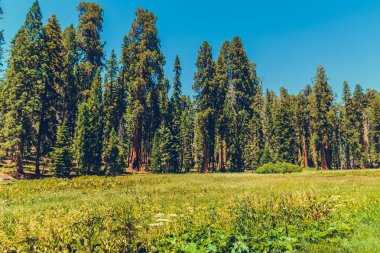 Sequoia Ulusal Parkı, Kaliforniya, ABD