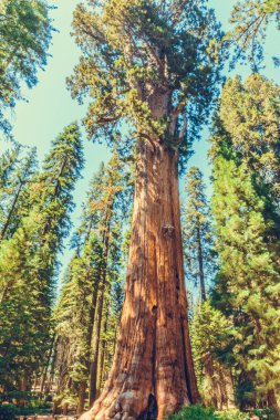 Sequoia Ulusal Parkı, Kaliforniya, ABD