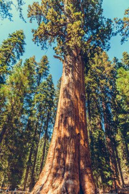 Sequoia Ulusal Parkı, Kaliforniya, ABD