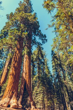 Sequoia Ulusal Parkı, Kaliforniya, ABD