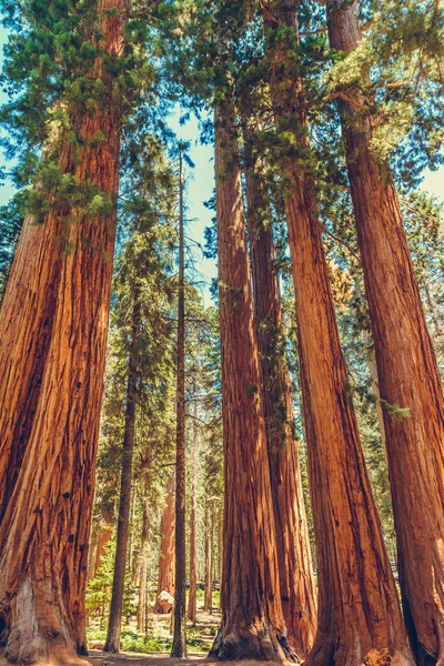 Parque Nacional Sequoia Califórnia Eua — Fotografia de Stock