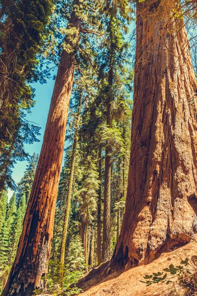 Park Narodowy Sequoia Kalifornia Usa — Zdjęcie stockowe