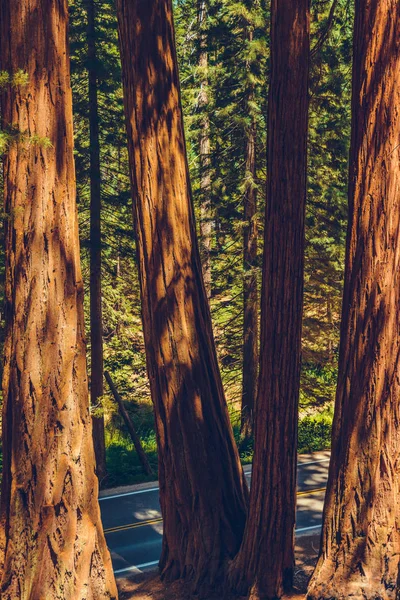 Sequoia Nationalpark Kalifornien Usa — Stockfoto