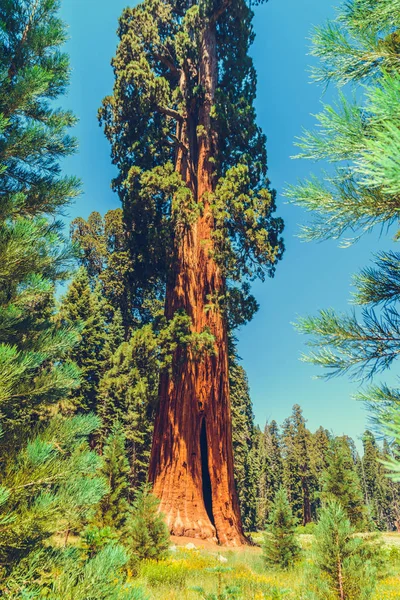 Národní Park Sequoia Kalifornii Usa — Stock fotografie