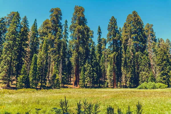 Parque Nacional Sequoia Califórnia Eua — Fotografia de Stock