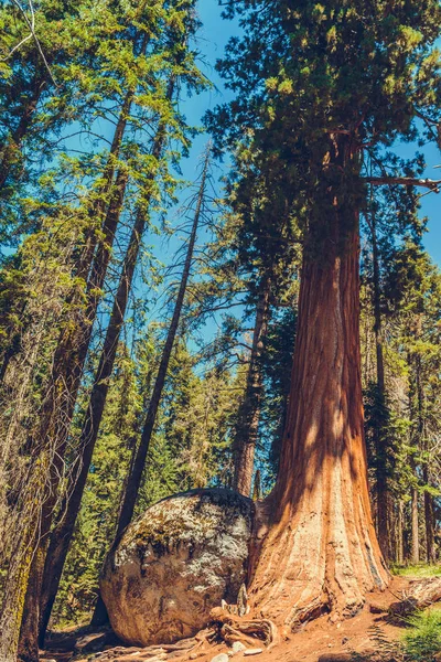 Sequoia Ulusal Parkı, Kaliforniya, ABD