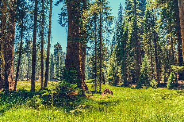 Národní Park Sequoia Kalifornii Usa — Stock fotografie