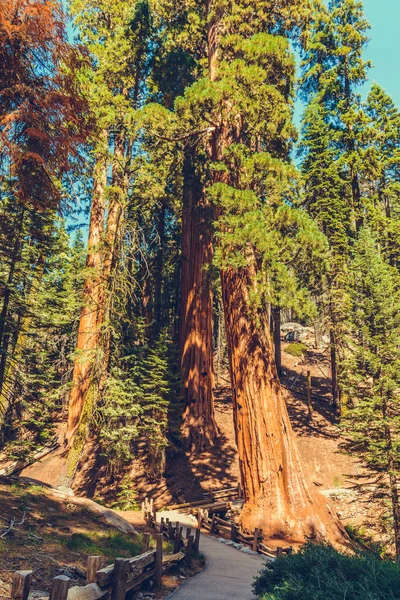 Parc National Sequoia Californie États Unis — Photo