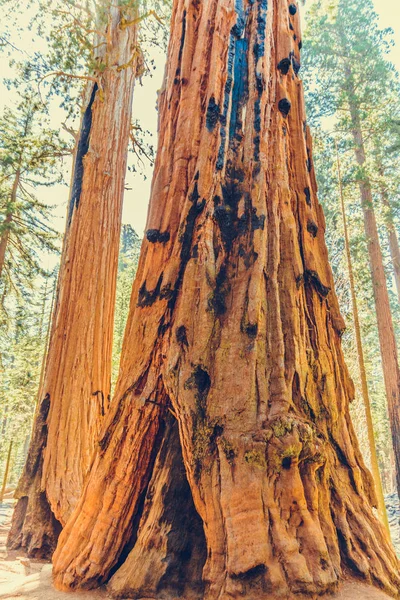 Parque Nacional Sequoia Califórnia Eua — Fotografia de Stock