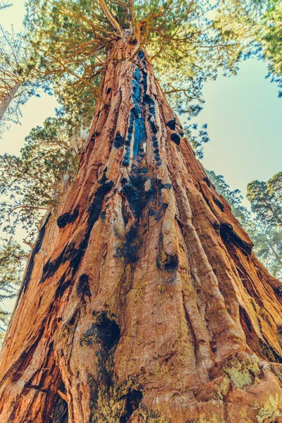 Sequoia Ulusal Parkı Kaliforniya Abd — Stok fotoğraf