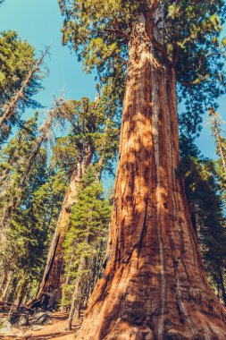 Sequoia Ulusal Parkı, Kaliforniya, ABD