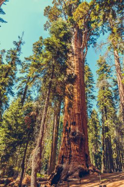 Sequoia Ulusal Parkı, Kaliforniya, ABD