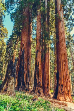 Sequoia Ulusal Parkı, Kaliforniya, ABD