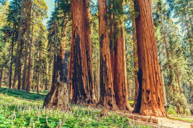 Sequoia Ulusal Parkı, Kaliforniya, ABD