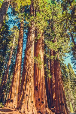 Sequoia Ulusal Parkı, Kaliforniya, ABD