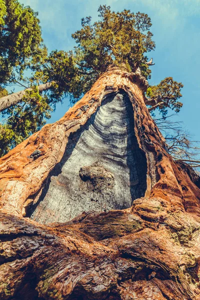 Park Narodowy Sequoia Kalifornia Usa — Zdjęcie stockowe