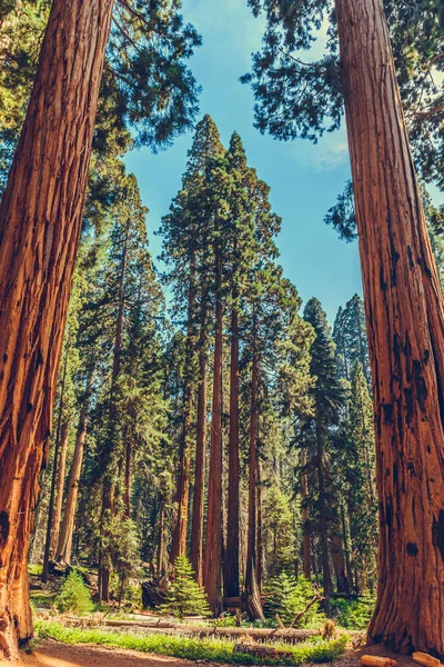 Parque Nacional Sequoia Califórnia Eua — Fotografia de Stock