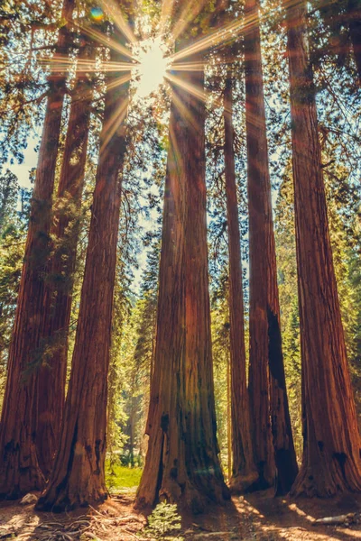 Národní Park Sequoia Kalifornii Usa — Stock fotografie