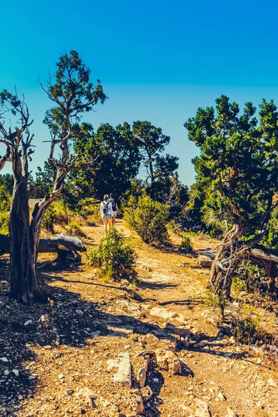 Blick Auf Den Grand Canyon Arizona Usa — Stockfoto